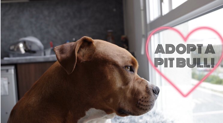 whatthemutt_'s tweet photo. Pit Bulls are often misunderstood, when in reality they are very loving pets! 🐶

Read our latest article to find out why you should consider adopting an adorable Pit Bull by using the link below 🐾💙

https://t.co/GzNS5z0YyU

#adoptdontshop #aarcs #yyc #makeadifference #calgary https://t.co/lilgNXUyXf