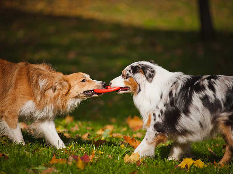 2pawsup's tweet image. "Should I Take My Dog to the Dog Park" lttr.ai/N24V #dayatthedogpark #dogsocialization #Dogpark #AllAboutDogs