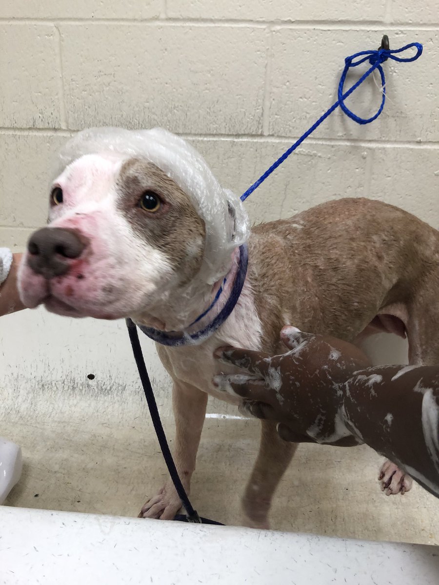 ColliervilleAS's tweet image. One of our residents, Wiggles, had a great time at the Collierville Animal Shelter Spa today! 🧼