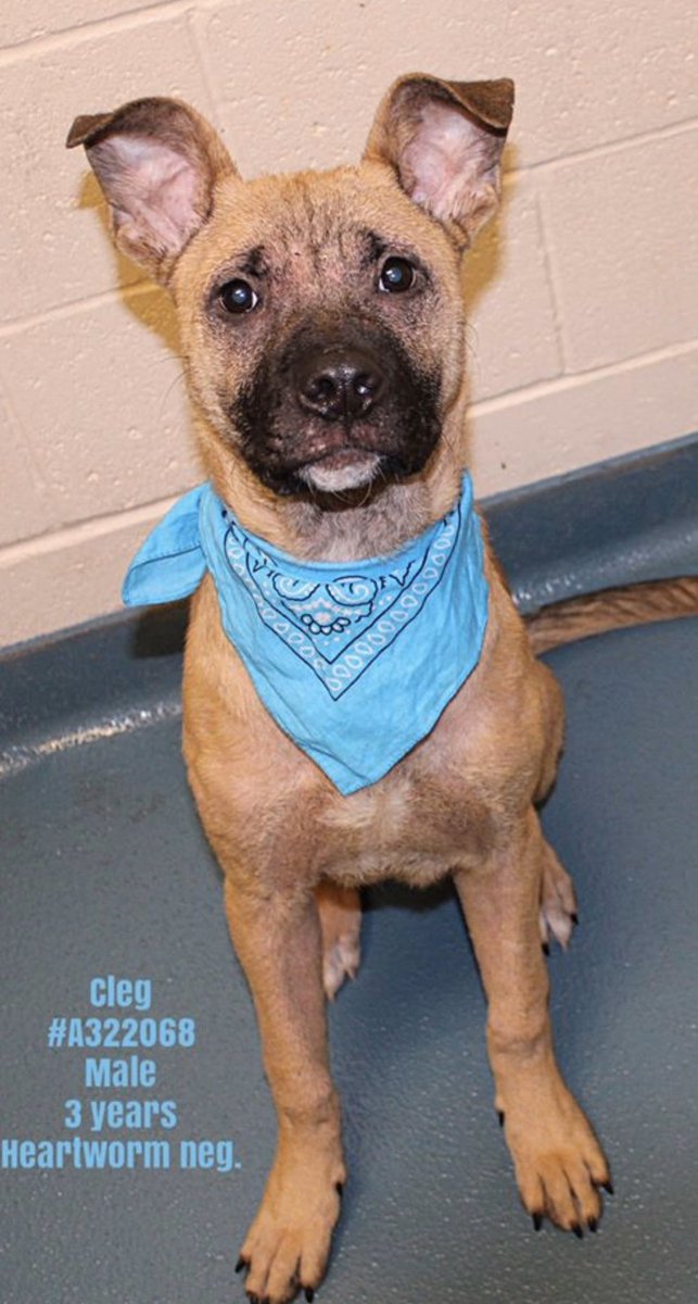 reddogsusie's tweet photo. #TN #MEMPHIS
ππCODE RED Cleg 3yo hw- ABANDONED BY HIS FAMILY a very sweet boy who loves affection, perfect manners & great on leash! Longing to be loved-he needs a hero now! #ADOPT #PLEDGE #FOSTER #A322068 EUTH LISTED
https://t.co/sJwNaFHUP3 https://t.co/uY1y3efBEb