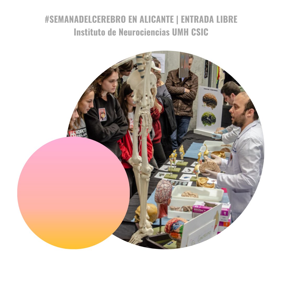 Se busca cerebros curiosos 🧠🔍

#Semanadelcerebro de #Alicante, del 9 al 13 de marzo en Instituto de Neurociencias <a href="/UniversidadMH/">UMH</a>  <a href="/CSIC/">CSIC</a>