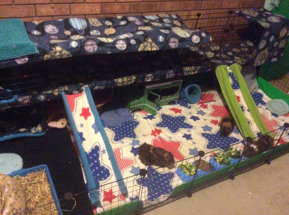 Neish39's tweet photo. Morning cage clean and π₯
#guineapigsaustralia #monsews #cage #guineapigcage #fleeceliners #guineapigfleecebedding #fleecelinersforguineapigs #guineapigs #TheBoys #cageclean #guineapigfoodtime https://t.co/nKDAYbZZhF