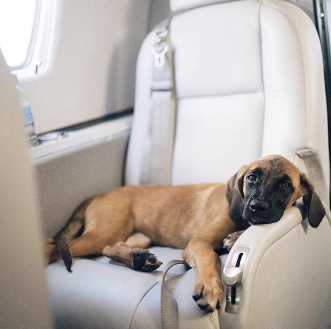 TheLoreCompany's tweet photo. Here are some great tips on how to travel with your four-legged friend...

https://t.co/OZZ2bSlqDD https://t.co/wtFyRE1hEK