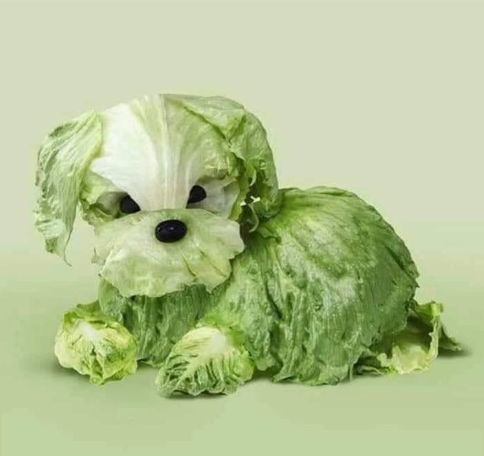 Jordan_Coombe's tweet photo. Missing dog. If anyone finds him, please lettuce know. https://t.co/puzJPLn89K