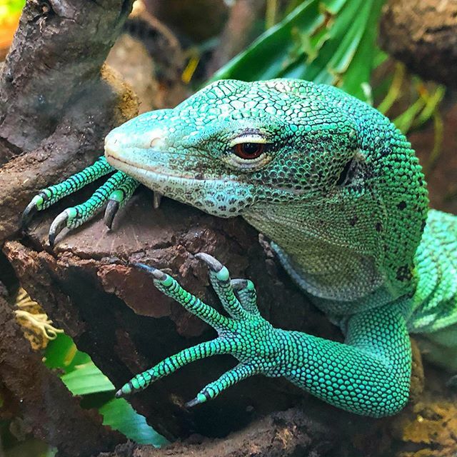 Kicking it in the sun today with this Tree Monitor 🦎 - originally native to New Guinea, one of their favorite habitats are cacao plantations #relatable #arboreal #cacao #conservation #treemonitor