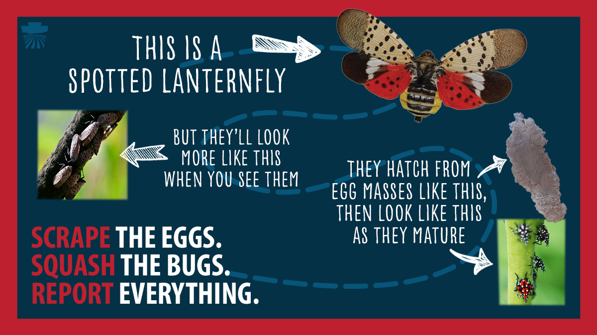 PAAgriculture's tweet photo. Since the #SpottedLanternfly quarantine has expanded, this is the perfect time to reintroduce everyone to this #BadBug.

Learn more: https://t.co/0u6KiysVkK https://t.co/PBgHKJd2e9