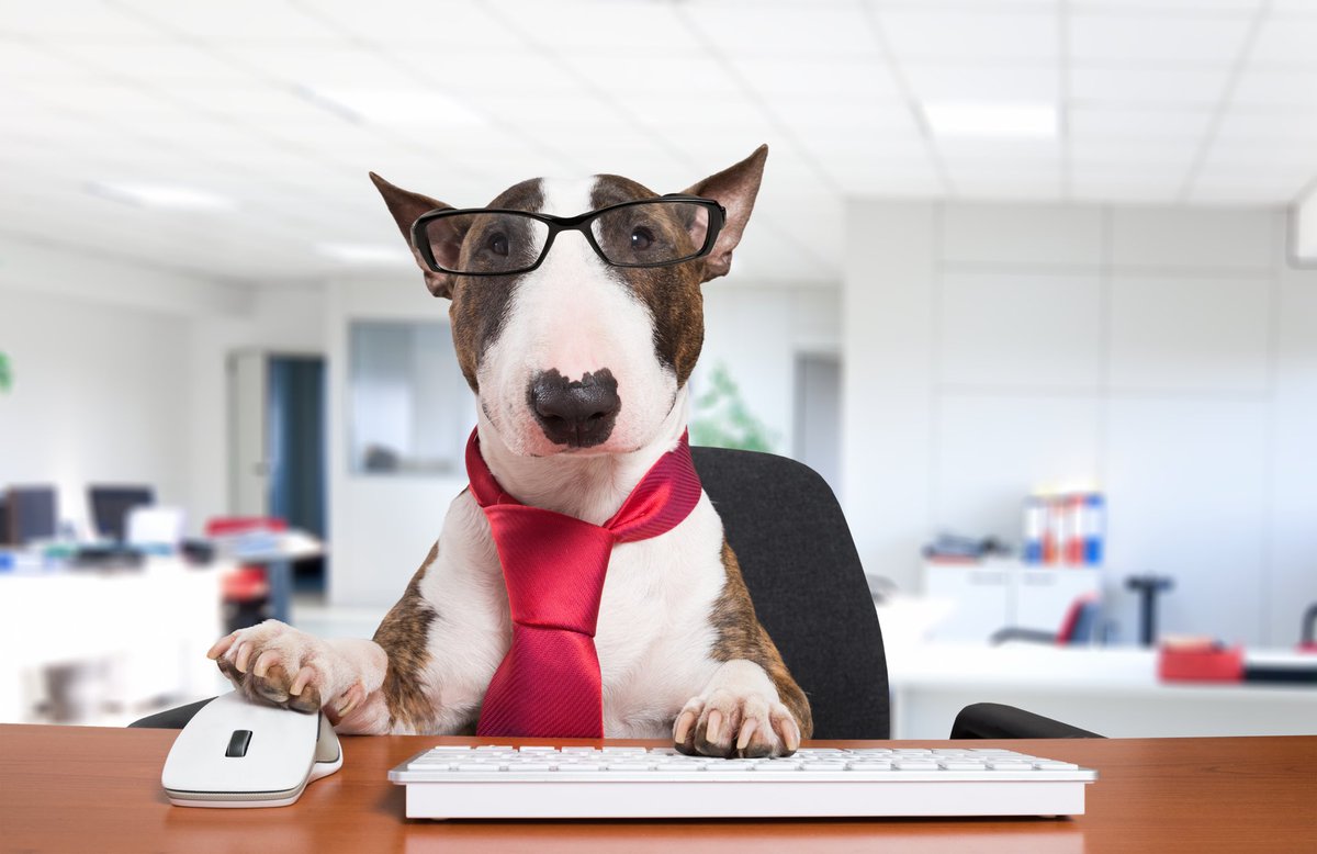 dogtrixinc's tweet photo. Hi everyone! Check your inbox 📲 

There is an email update headed your way 🐶

#onlinepaying #dogtrixlife #dogtrix2020 https://t.co/q17CucXKRG