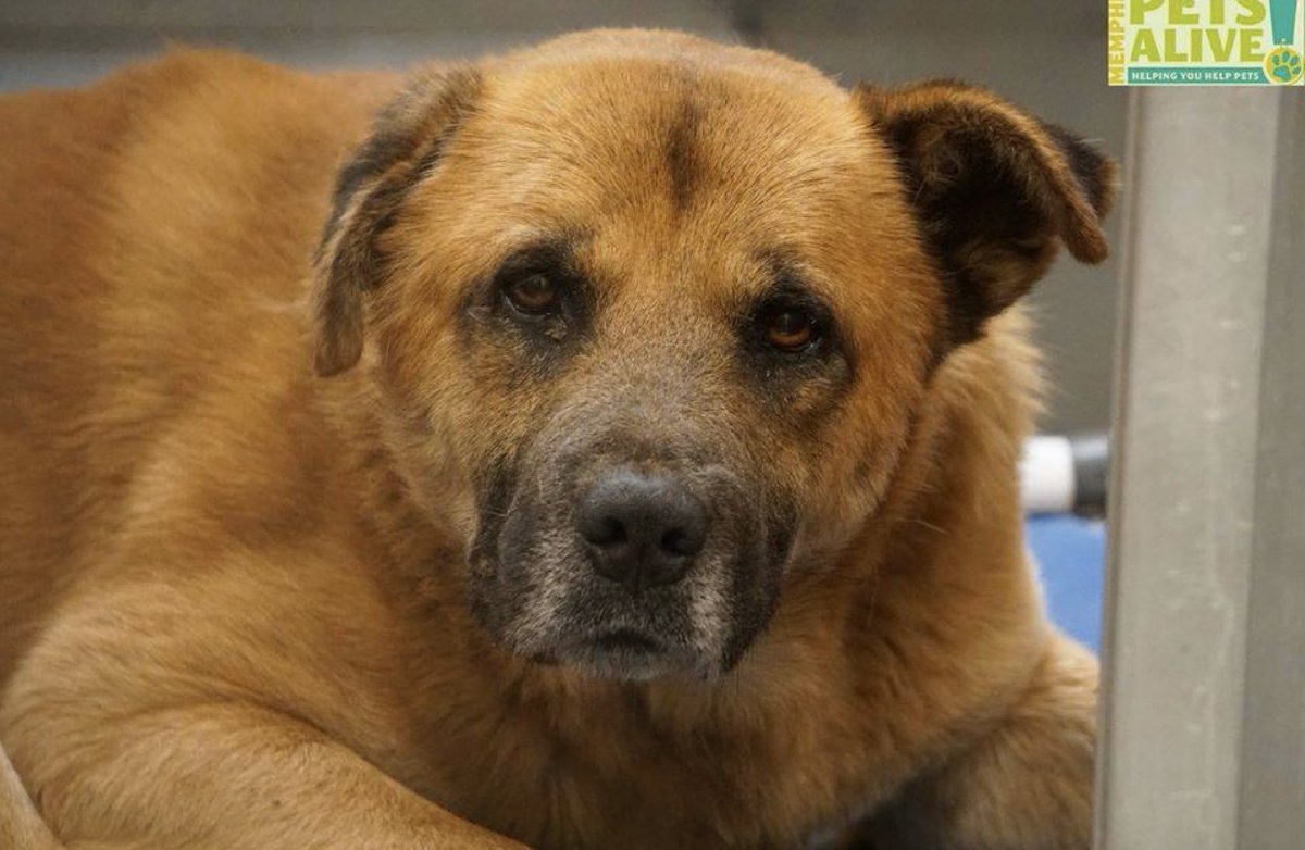 reddogsusie's tweet photo. #TN #MEMPHIS
🆘🆘CODE RED Bubba 2yo hw+ found stray this beautiful boy is a little scared in the noisy shelter! Hoping to be noticed as the shelter is packed full! EUTH LISTED Pls help #ADOPT #PLEDGE #FOSTER #A322037
https://t.co/30SQtW6YsP https://t.co/a5mPfXVwlp