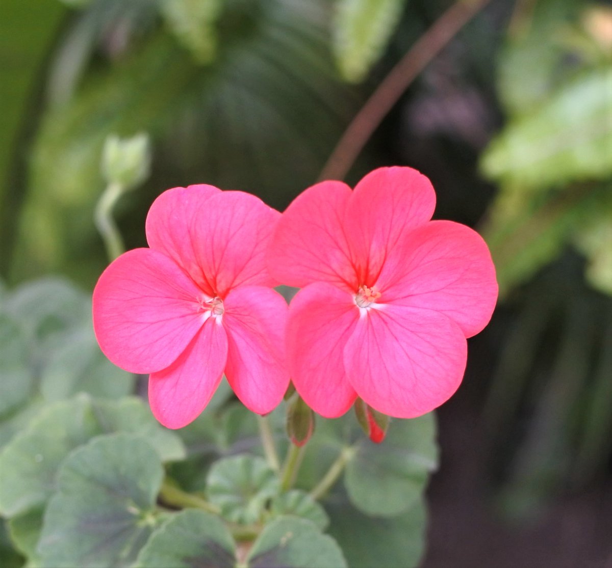 名古屋からおはようございます
西風が強く体温を奪われそうです
暖かくしてウオーキングに出掛けます
＋ほぼ1年中咲いてくれるゼラニウム
#花 #flowers #geranium
