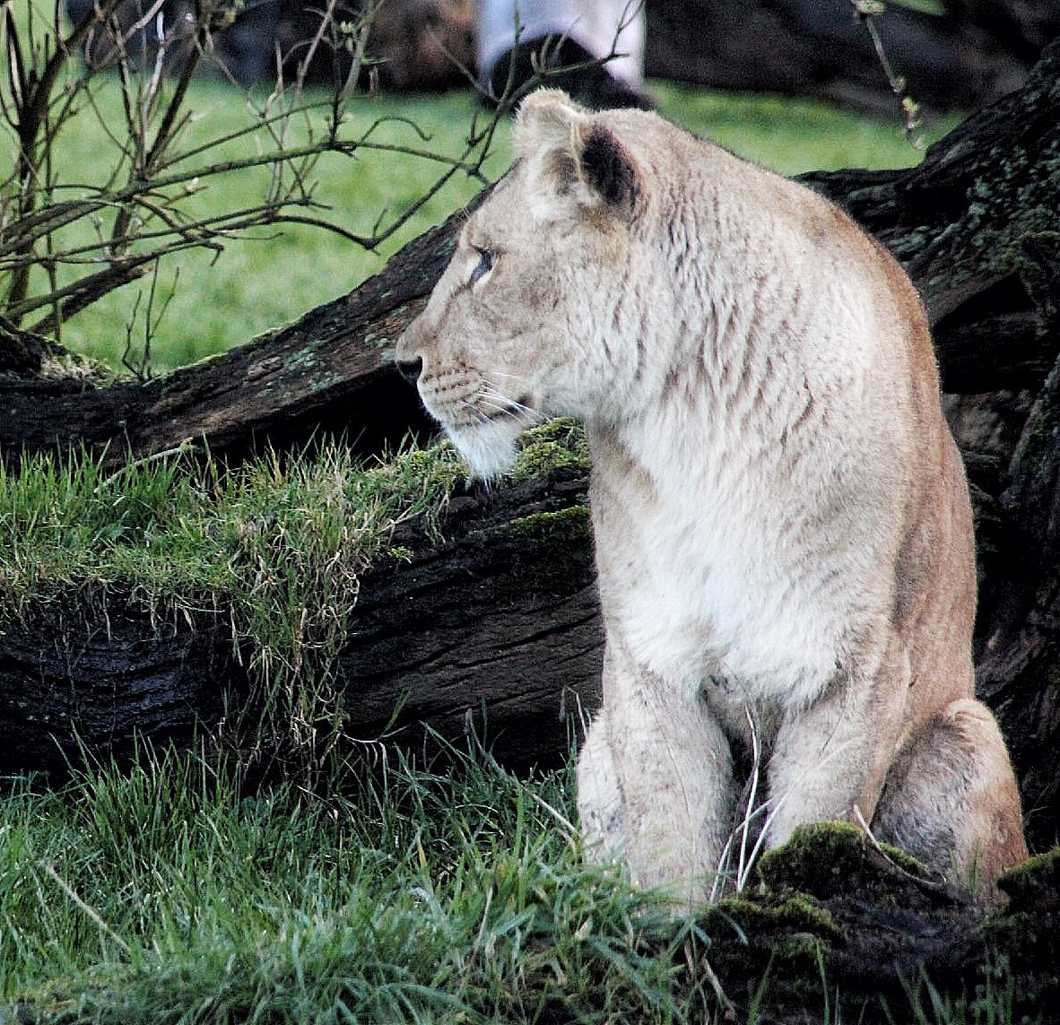 AliceG02863686's tweet photo. @Longleat beautiful 🦁❤️ https://t.co/dfolOX4unk