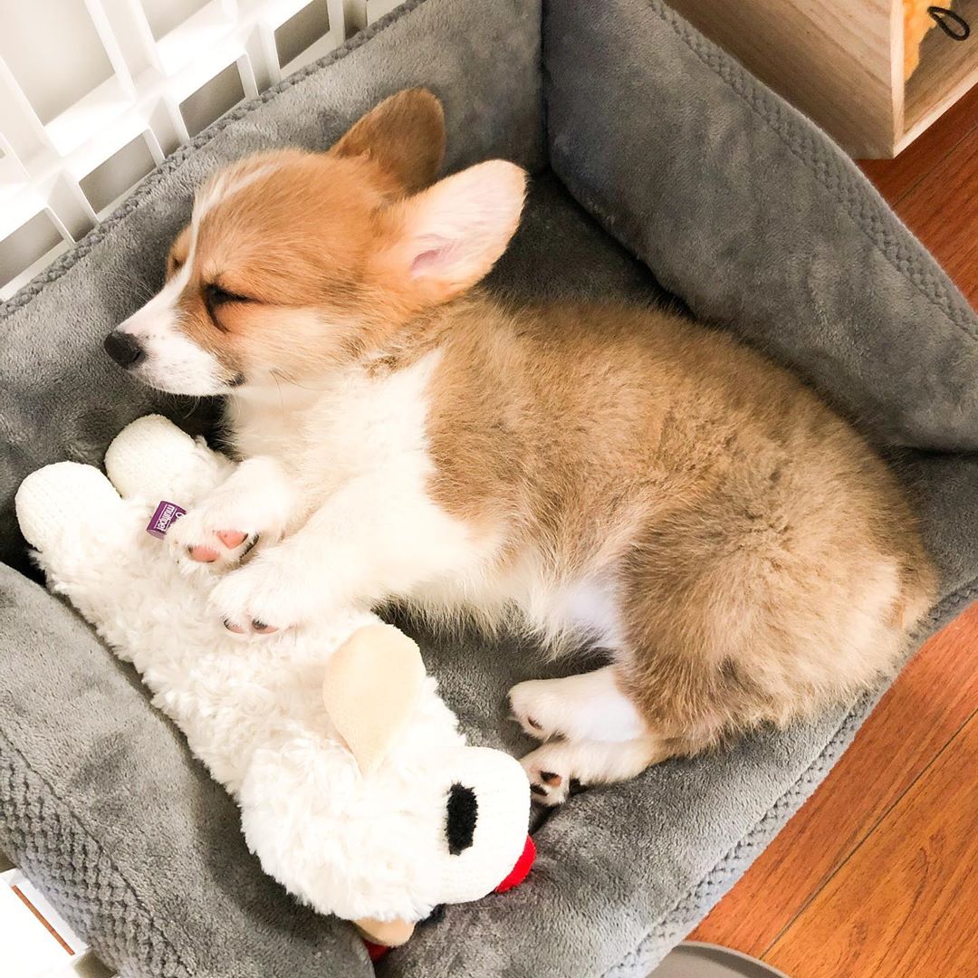 corgilovers3's tweet photo. Today marks Honey’s Gotcha Day! She is absolutely darling and hit it right off with Pancake. For now, nap time 😴
Collected from @/breakfastclubcorgis/
#velshcorgi #velshpembrok #followme #likeme #BernieOrBust2020 #KickItWithNCT127 No Time To Die https://t.co/joJIkBtMwe