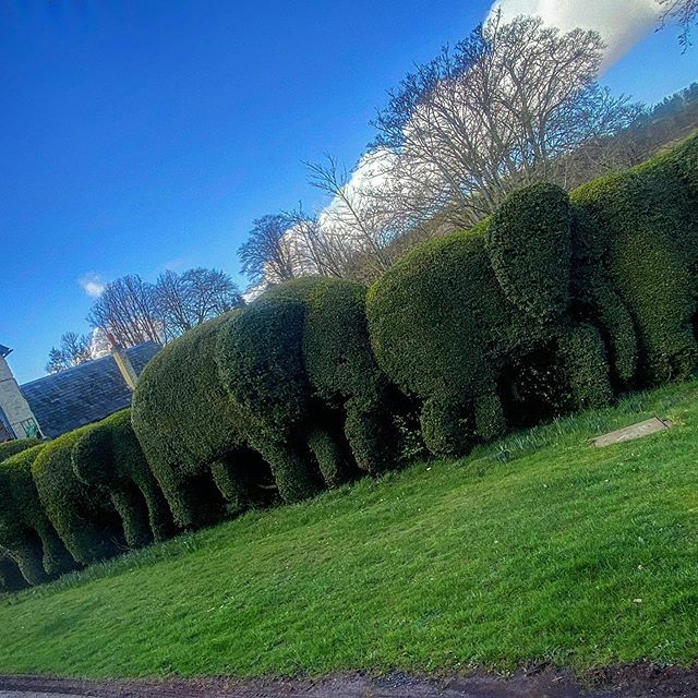 antwallace83's tweet photo. Flash back to better weather and the fff knowledge transfer course oh and oh course these amazing elephants #sunnydays #elephant #hedge #amazinghedge #arblife https://t.co/DKXZq1AQY3 https://t.co/xtS7O7gt3g