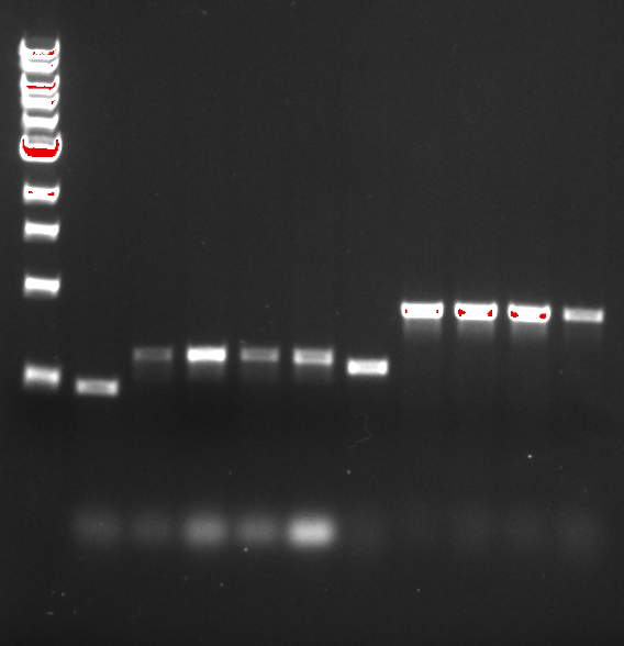 Rubenstein_Lab's tweet photo. I've been doing PCR for 20 years. TWENTY years. The success of my scientific career so far can be attributed in large part to successful PCR reactions.
And I am still surprised. Every. Single. Time. It. Works.
#imwiththebands https://t.co/idz0gQtgp3