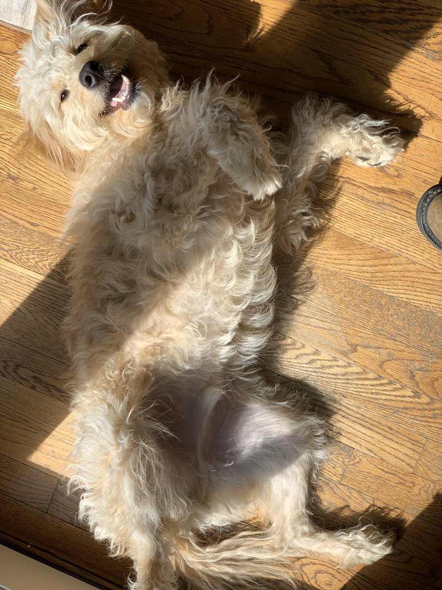 ann_eee223's tweet photo. SUNS OUT TONGUES OUT 🤪🐾 https://t.co/xQSVcUHPCh
