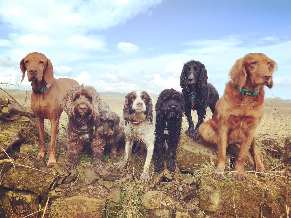 teamFMDW's tweet photo. Wednesday Woofs #Knaresborough #dogwalker https://t.co/ZAHulBlRU4