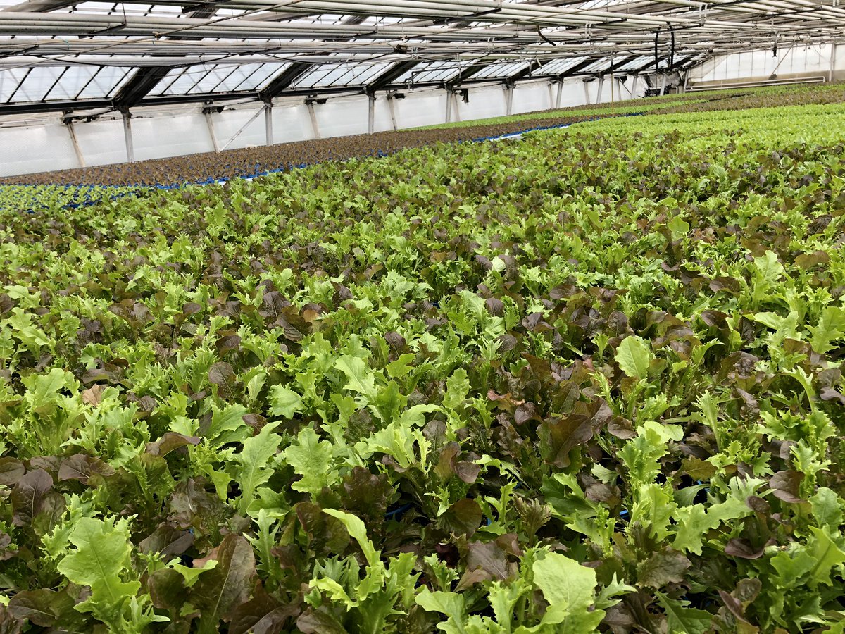 #gruengut #bio #pflücksalate im blauen #recycling Topf auf der neuen Mobiltischanlage.