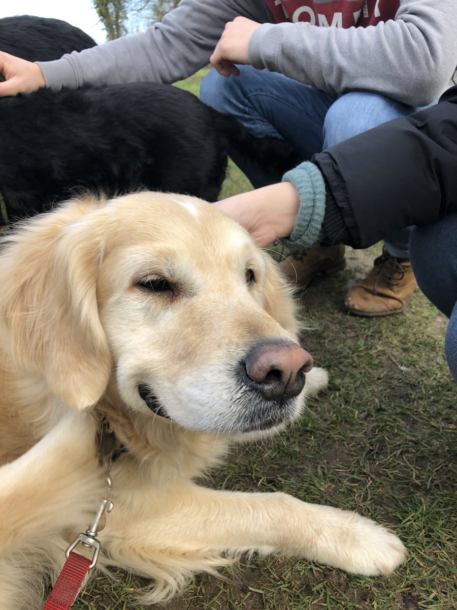 Tomandtoto's tweet photo. Calling @UEAstudents! Join us for an extra wellbeing dog walk tomorrow for #UniversityMentalHealthDay Here are some pictures from today’s #Wednesday #Wellbeing #Walk https://t.co/7e28yA0zCX
