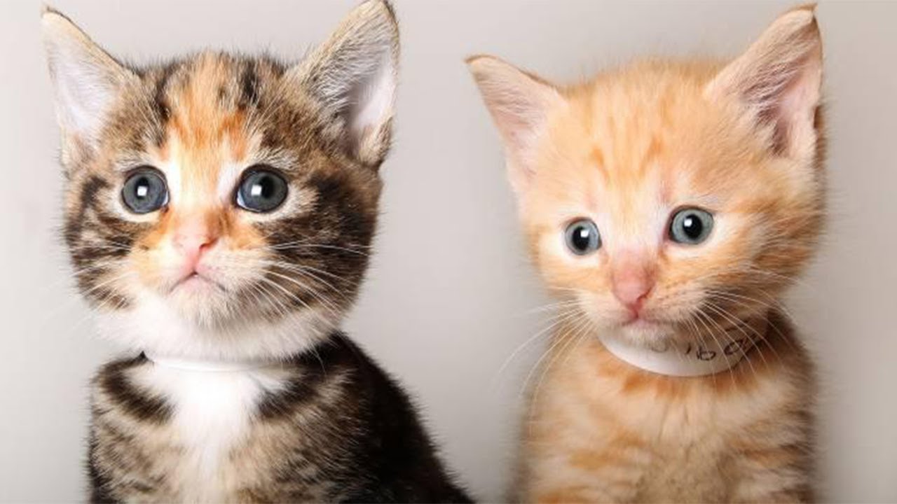 Funny Cats And Cute Kittens Playing Compilation For Laugh Laugh, Fun,