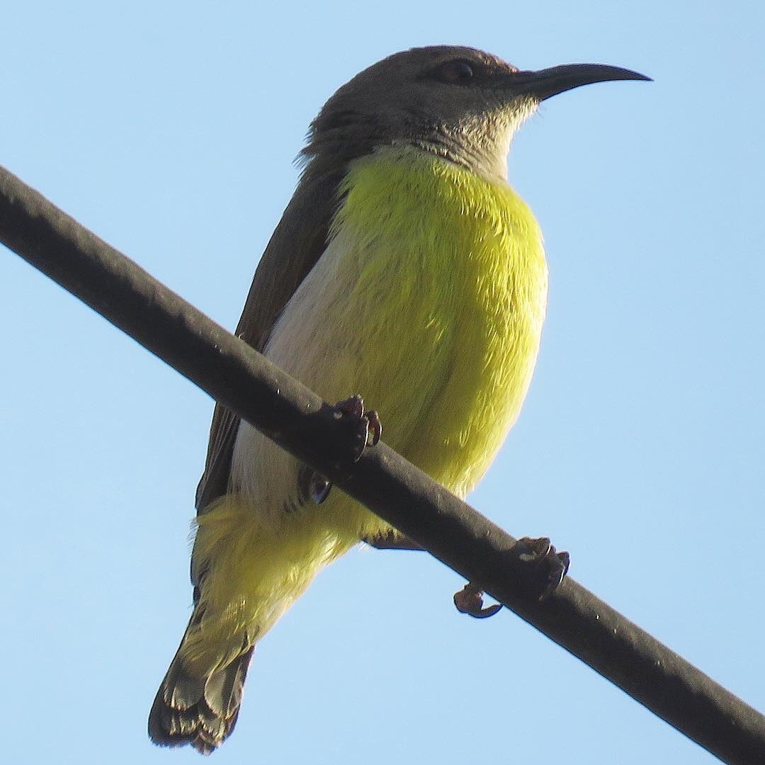 vrundavs's tweet image. Spring....
Wouldn’t be....
Spring...
Without the bird songs 🎶 
Francis Chapman💛

Spring....blossoms...and sunbirds....

A beautiful mix 💝 

#sunbirds #songbirds #springhasarrived #canonshot #birds #birdwatching #birdphotography