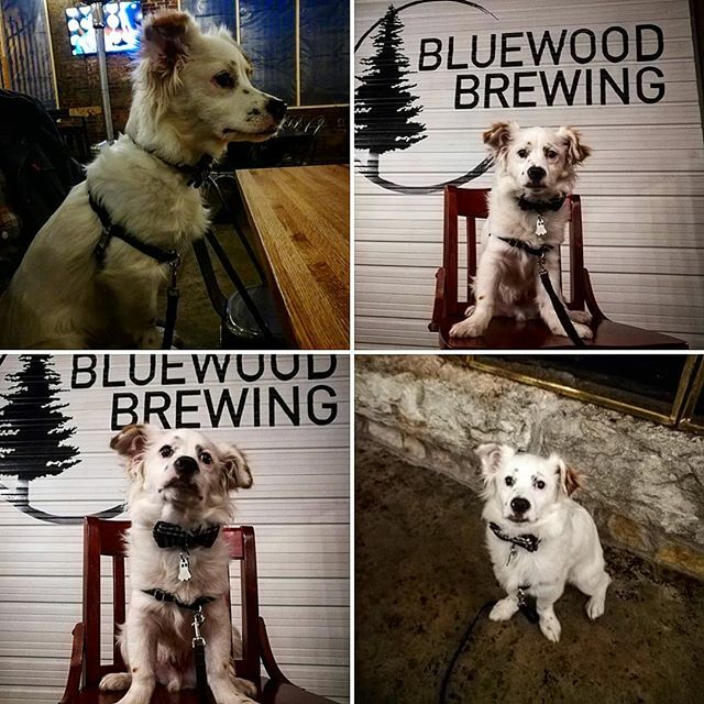 dutton314's tweet photo. Ghost made his first (of many) brewery trips today to celebrate his 5 month birthday. He behaved like quite the gentleman and greated everyone who even looked his way. He says food and beer is excellent 😁 @bluewoodbrewing @macslocaleats https://t.co/CFVAqGN5sP