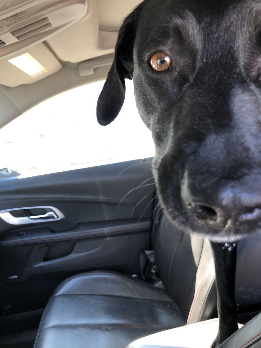 abbeydurand's tweet photo. My poor little buddy had to go to the vet today, so my mom bought her some ice cream. 😊💕 https://t.co/vZfkJAjDtY