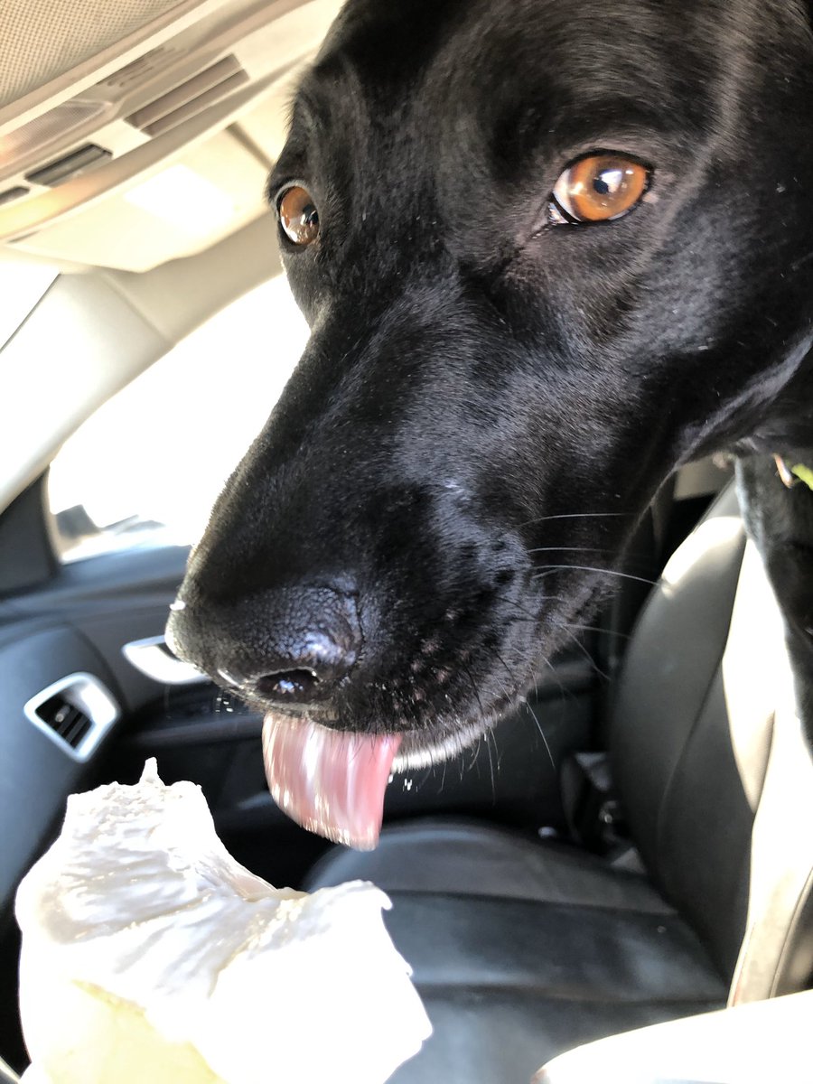 abbeydurand's tweet photo. My poor little buddy had to go to the vet today, so my mom bought her some ice cream. 😊💕 https://t.co/vZfkJAjDtY