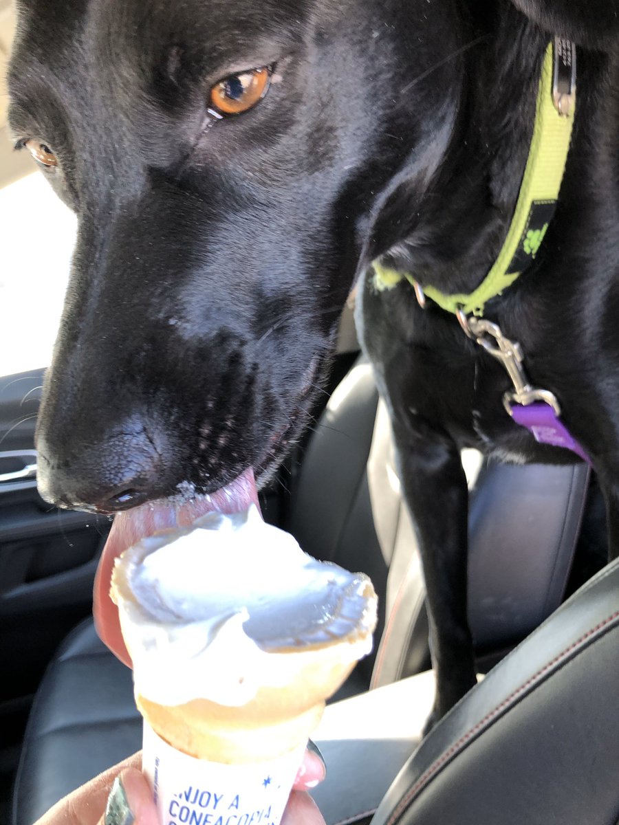 abbeydurand's tweet photo. My poor little buddy had to go to the vet today, so my mom bought her some ice cream. 😊💕 https://t.co/vZfkJAjDtY