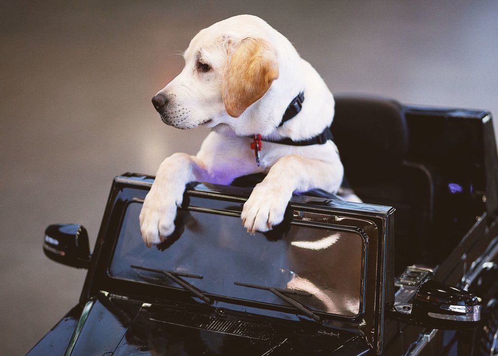 .<a href="/atlutdpup/">King</a> rolling up to his first match like 🕶️