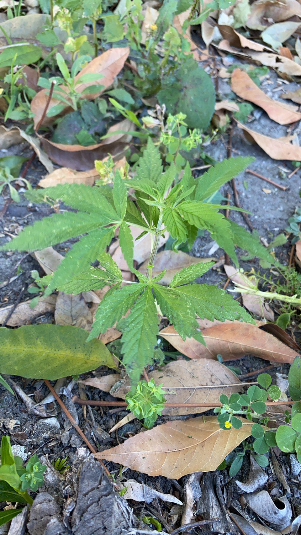 Bluedreamz ロスに住んでいる友達が仕事先の駐車場に大麻らしきものが生えてたって写メ送ってくれたんだけど 大麻ですね きっと誰かがまいたんだろうね 雑草を刈ってたら匂いがして気づいたんだと T Co Z3y9z2cghx Twitter