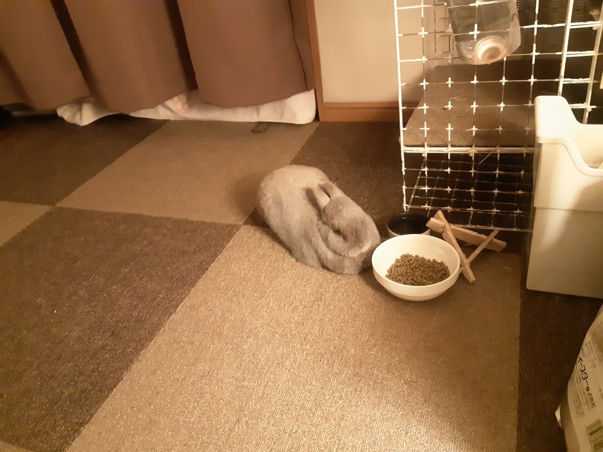 昨夜のウサギ🐰
ご飯を守りながら寝るウサギ🐰

実は一昨日から体調が悪くなっちゃってお薬頑張ってます💉
食欲が落ちないのがエライね天才だねと声を掛けながら見守っています😣