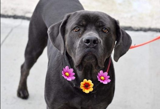 notthesameone2's tweet photo. @KeithOlbermann @TomJumboGrumbo 🐾Shea🐾
5-yr old Shea was found wandering alone in a park &amp; brought to the shelter. She is on list to kill ***Thursday 3/05*** Very afraid at shelter. Looking for a foster home offer from NE- Virginia to Maine area. Fostering is free. https://t.co/MZcQdIwlmV