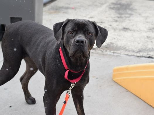 notthesameone2's tweet photo. @KeithOlbermann @TomJumboGrumbo 🐾Shea🐾
5-yr old Shea was found wandering alone in a park &amp; brought to the shelter. She is on list to kill ***Thursday 3/05*** Very afraid at shelter. Looking for a foster home offer from NE- Virginia to Maine area. Fostering is free. https://t.co/MZcQdIwlmV