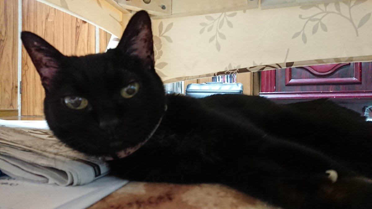 Eldorado Guma Live 猫はホットカーペットで丸くなる 丸くなってないけど 羨ましいなー まだ木曜日かよ 早く土曜日にならんかな D 猫 ネコ ヌコ 黒猫 クロネコ Pet ペット ホットカーペット カーペット ねこすたぐらむ ねこのいる Eldorado Guma Live 猫はホットカーペットで丸くなる 丸くなってないけど 羨ましいなー まだ木曜日かよ 早く土曜日にならんかな D 猫 ネコ ヌコ 黒猫 クロネコ Pet ペット ホットカーペット カーペット ねこすたぐらむ ねこのいる