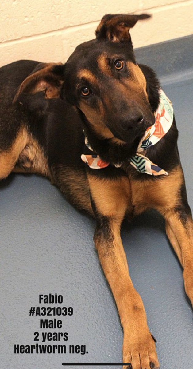 reddogsusie's tweet photo. #TN #MEMPHIS
🆘🆘CODE RED Fabio 2yo hw- Absolutely stunning boy, v.loving with good manners. Transferred from another shelter for being barrier reactive which has continued here! WILL BE ON THE NEXT EUTH LIST &amp; NEEDS OUT NOW! #Adopt #pledge #A321039 
https://t.co/2IwQLCOjsw https://t.co/Q8kDWBUgnL