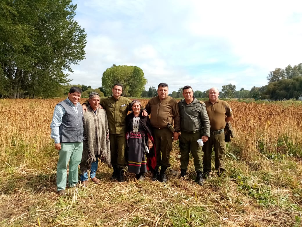 CarabLosRios's tweet photo. Carabineros de la Of de Integración Comunitaria y Comisario de #RioBueno, participaron de la cosecha de la quinua organizada por la comunidad indígena Amancay Rayen en la localidad de #Champulli. 
#ElRanco https://t.co/0SSHwc3Meu
