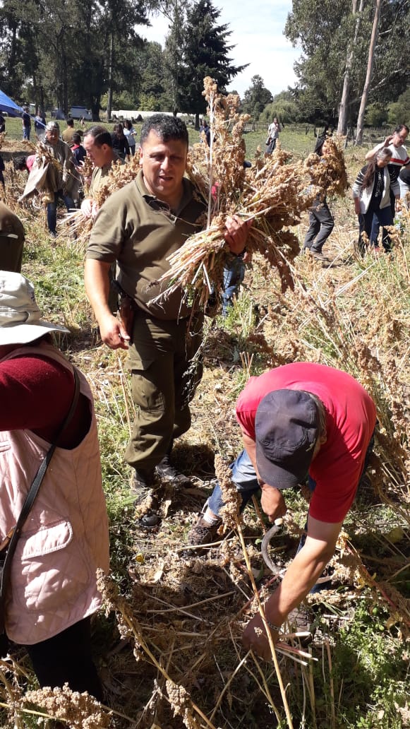 CarabLosRios's tweet photo. Carabineros de la Of de Integración Comunitaria y Comisario de #RioBueno, participaron de la cosecha de la quinua organizada por la comunidad indígena Amancay Rayen en la localidad de #Champulli. 
#ElRanco https://t.co/0SSHwc3Meu