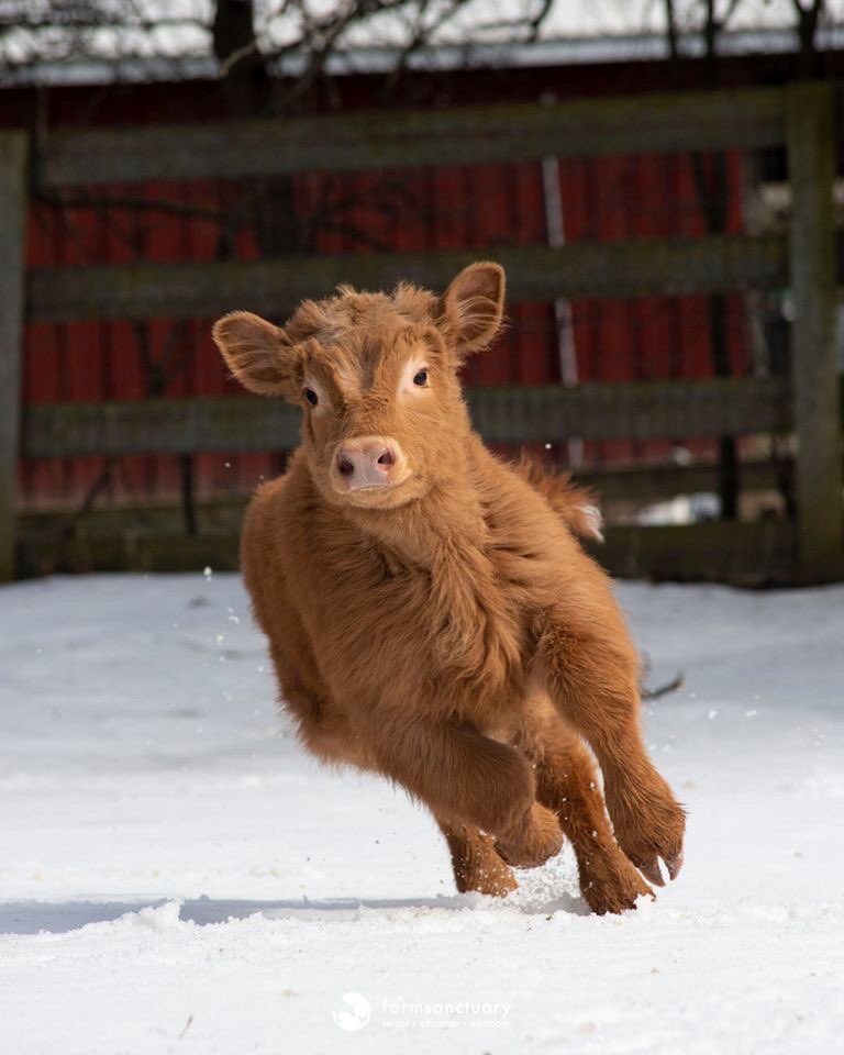 Total Animal Liberation tweet media