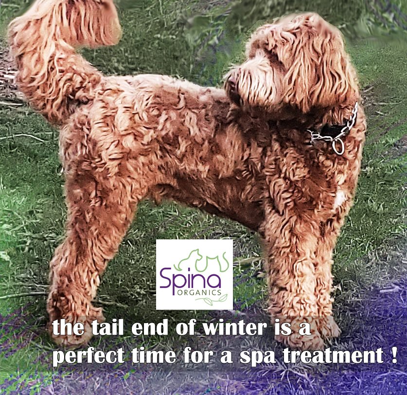 SpinaOrganics's tweet photo. This perfect and handsome man is Reggie of #bellingham. We suggest our Hydrating dog body wash and our Leave-in-conditioner for his spa experience. Followed up with a fur-refresher a couple of days later!
#spinaorganics  #botanical #goodbyewinter #australianlabradoodle https://t.co/9wpvS0yyzn