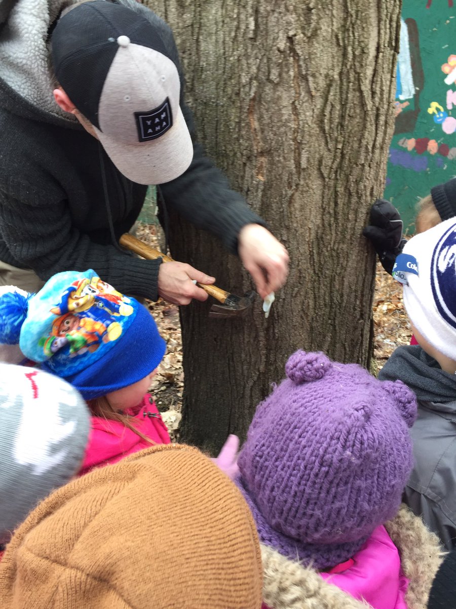 aidansmomkatie's tweet photo. Today, we had a parent come to #harrisfield and help us tap some maple trees! We tasted the sap and maple syrup he brought! As one student said, “this is very satisfying!”. #tvdsbkinder #outdoorlearning #takelearningoutside #documentinglearning @Harrisfield1 @orrzie https://t.co/PYNRlBuoTD