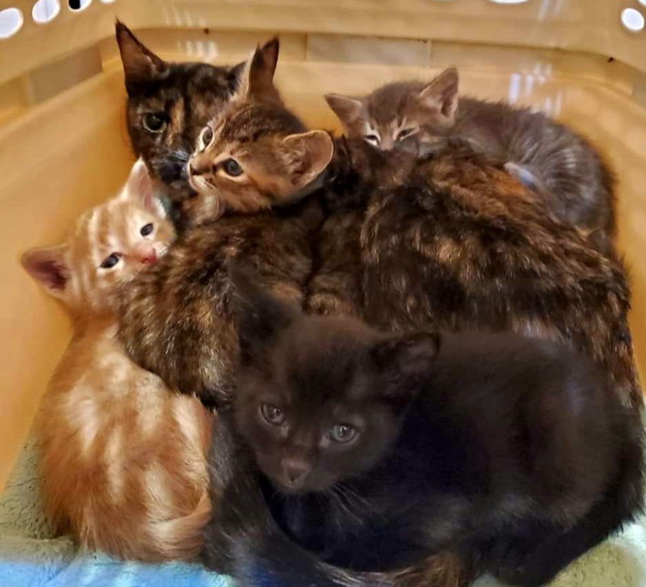 kittybungalow's tweet photo. In the Mewsic๐ต room are mama Melody & her kits Staccato, Accent, Fermata, Adagio & Presto ๐ถ. Enrolled by way of the city shelter, mama flunked out of #WorkingCat to join a class of PURR leaders ๐ป #FeralFaker #workingcatwednesday #wcw #RESCUE #socialize #adopt #fromhisstohome https://t.co/C2MUuLQ7Y0