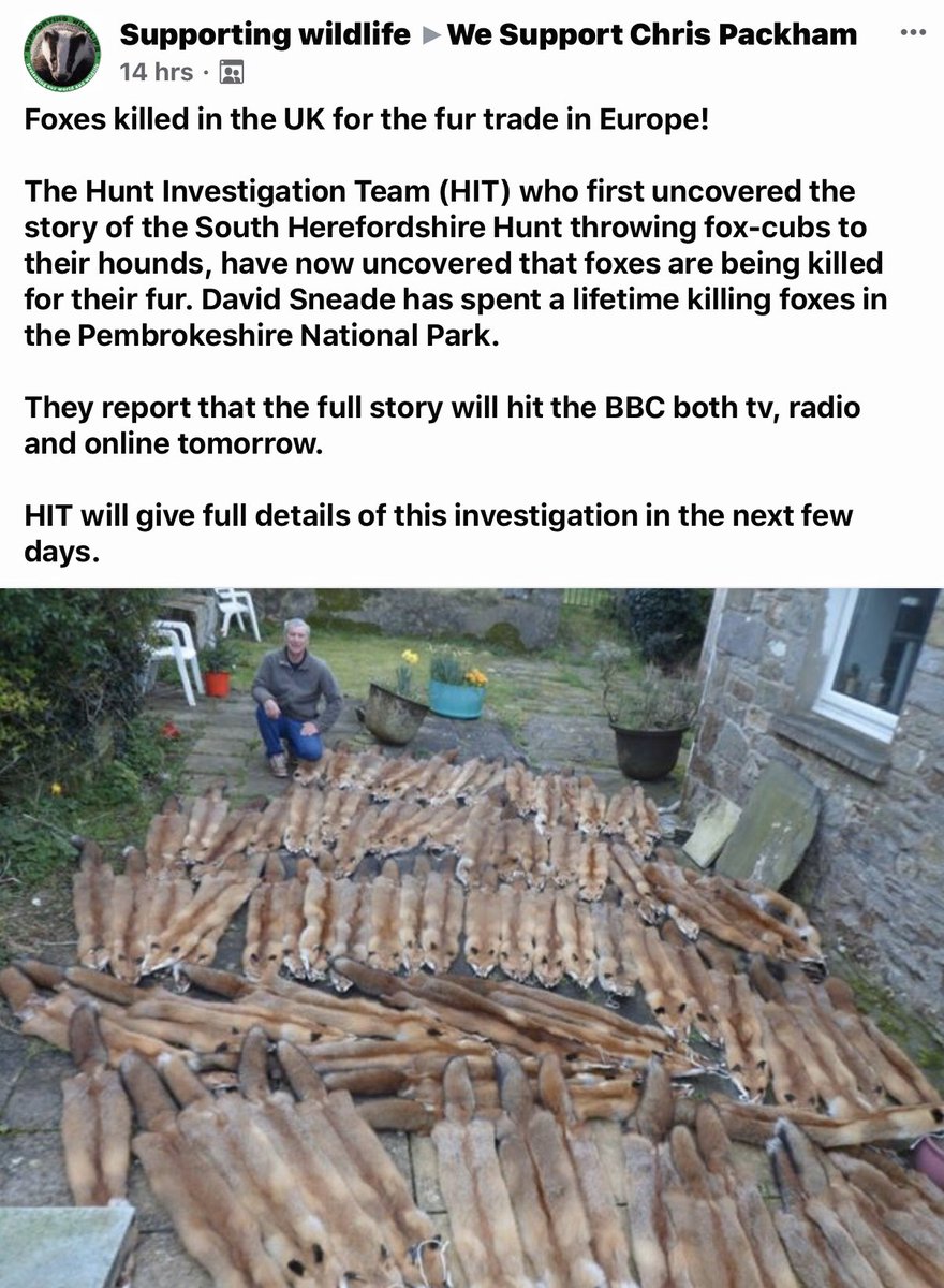 Betrayed_Pets's tweet photo. ❌❌❌#FOXES #ARE #BEING #KILLED #IN #THE #UK #FOR #THE #FURTRADE #IN #EUROPE❌❌❌
#DavidSneade is a #MURDERER  of #foxes in #Pembrokeshire #NationalPark #FurTrade #ChrisPackham #Europe #HuntScum #AnimalRights https://t.co/31hpfpZIVi
