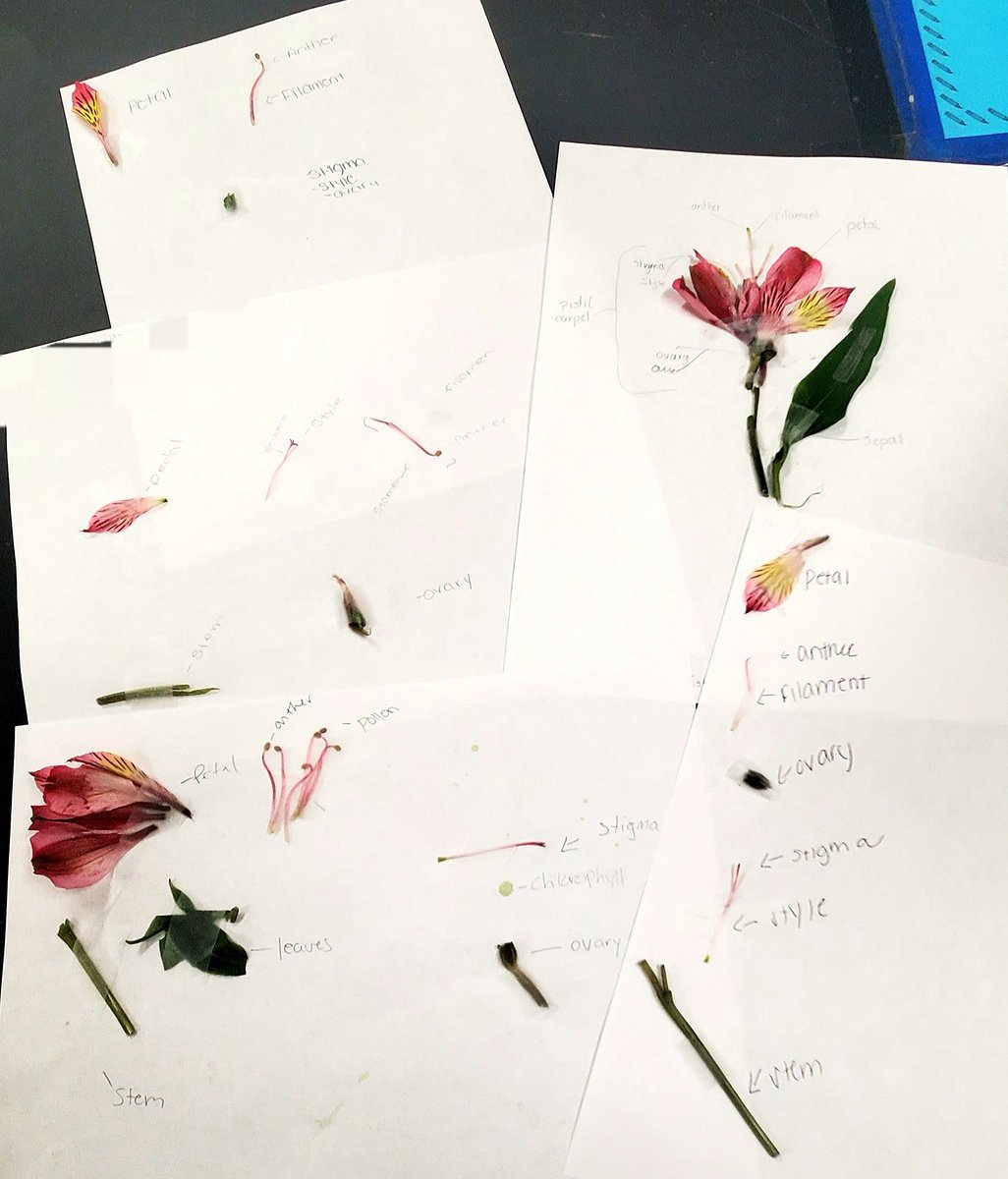 teach_me24's tweet image. Did some flower dissection today in Bio! Not bad for their first time identifying the parts of the flower. Definitely see some areas for improvement, but overall had some great conversations and teachable moments with some small groups today. #tkbio #iteachscience #biologyteacher