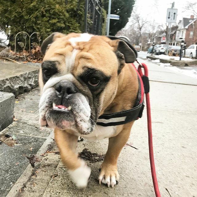 TheyWalkDogs's tweet photo. Welcome Back Jacky Jack! 💙#theywalkdogs https://t.co/a7awGXcOwV https://t.co/Q2ZeLGAk2o
