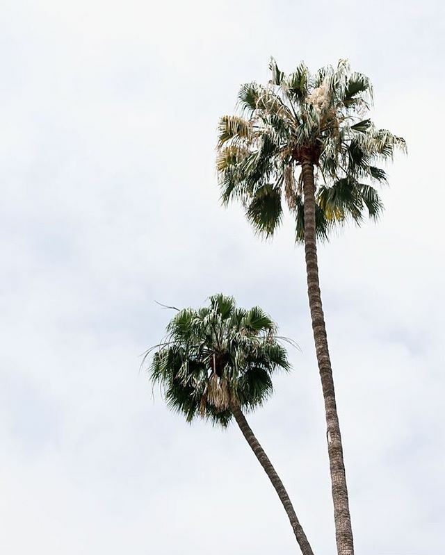If you look up and see this, it’s a good day 🌴☀️ ift.tt/2IkHRcS