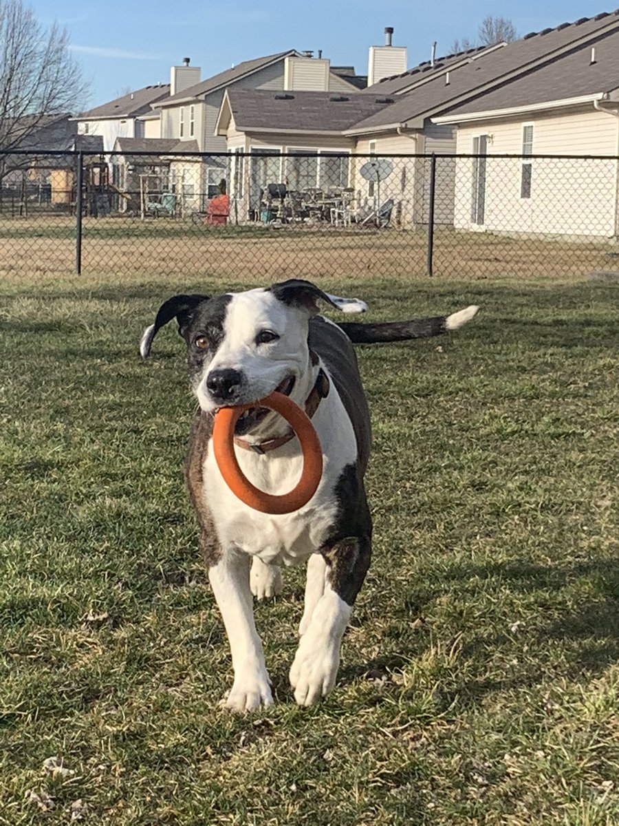 lashestofablash's tweet photo. My boy’s favorite thing to do.  #beautifulday #sweetoreo https://t.co/tmfiKsRKtr