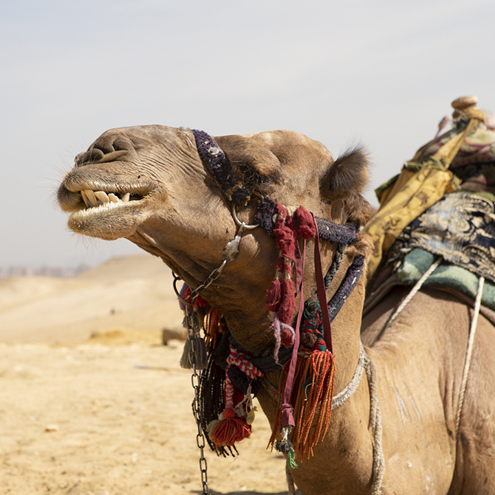 OrphanProject's tweet image. 2020 is your year to #travel and witness the life-changing impact the #GOProject community is having on #kids and #families in crisis the #MiddleEast. Check out our #trips calendar and get it booked before all the window seats are taken. goproject.org/go/trips/