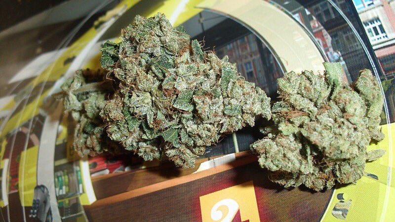 davidglor1's tweet photo. The beauty of a flower 🌹 💨                  Let’s smoke 💨 https://t.co/p0Bt5yisMa