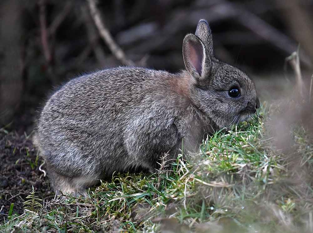 andyjonesfoto1's tweet photo. Rabbit Kit, Hope Valley, Derbyshire - 4th March 2020. @Natures_Voice @peakdistrict @PeakDistrictNT #rabbitkit #rabbit #babyrabbit #PeakDistrict #Derbyshire https://t.co/Rooah01KaI