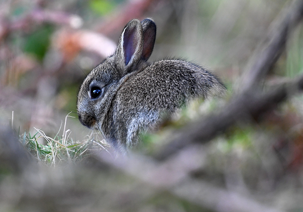 andyjonesfoto1's tweet photo. Rabbit Kit, Hope Valley, Derbyshire - 4th March 2020. @Natures_Voice @peakdistrict @PeakDistrictNT #rabbitkit #rabbit #babyrabbit #PeakDistrict #Derbyshire https://t.co/Rooah01KaI