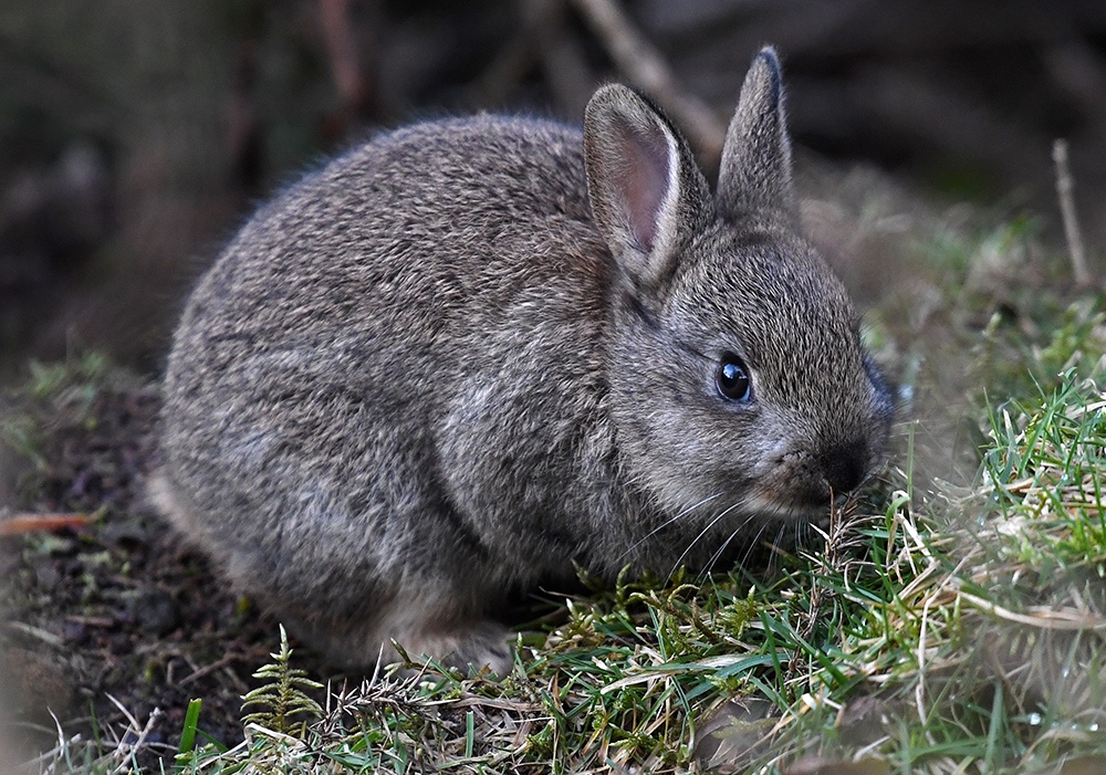 andyjonesfoto1's tweet photo. Rabbit Kit, Hope Valley, Derbyshire - 4th March 2020. @Natures_Voice @peakdistrict @PeakDistrictNT #rabbitkit #rabbit #babyrabbit #PeakDistrict #Derbyshire https://t.co/Rooah01KaI